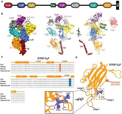 Probing the role of the C2F domain of otoferlin